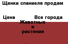 Щенки спаниеля продам › Цена ­ 7 000 - Все города Животные и растения » Собаки   . Карачаево-Черкесская респ.,Карачаевск г.